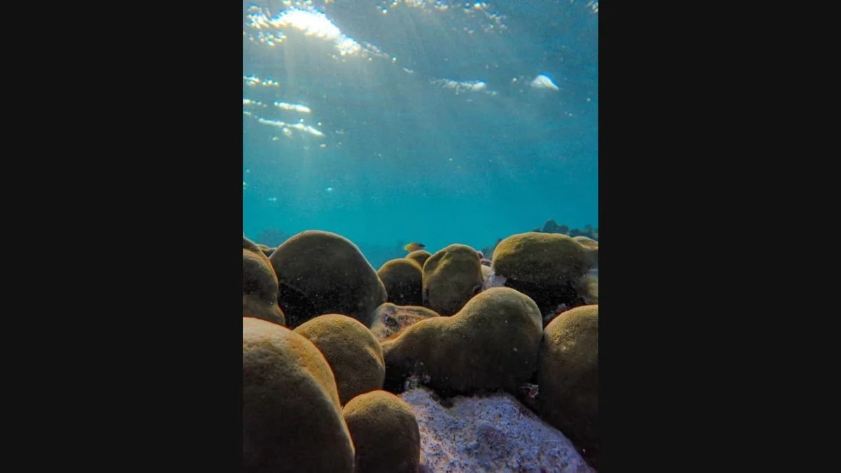 Deep-Sea Giants Finally Filmed Alive: Scientists Reveal the Ocean’s Most Mysterious Creatures