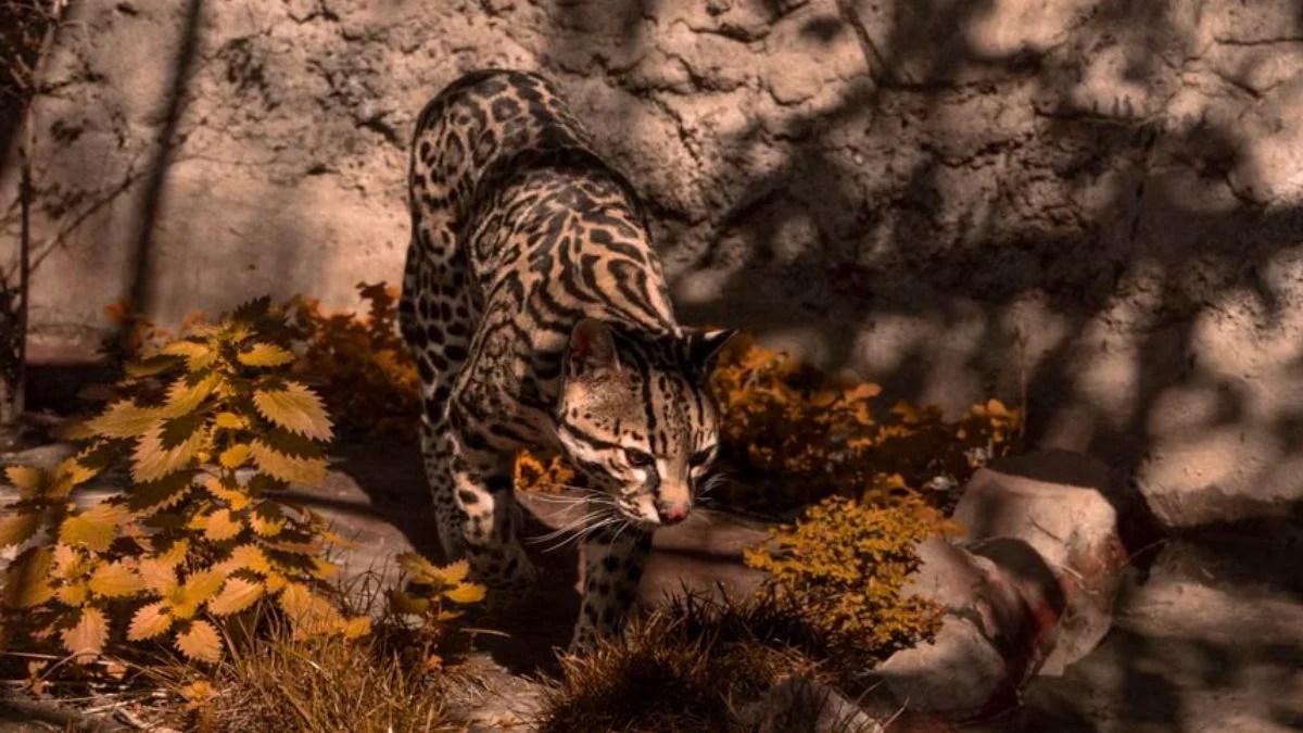 Leopardus tilcayo: Scientists Discover a New Wild Cat Species in Bolivia After More Than 100 Years