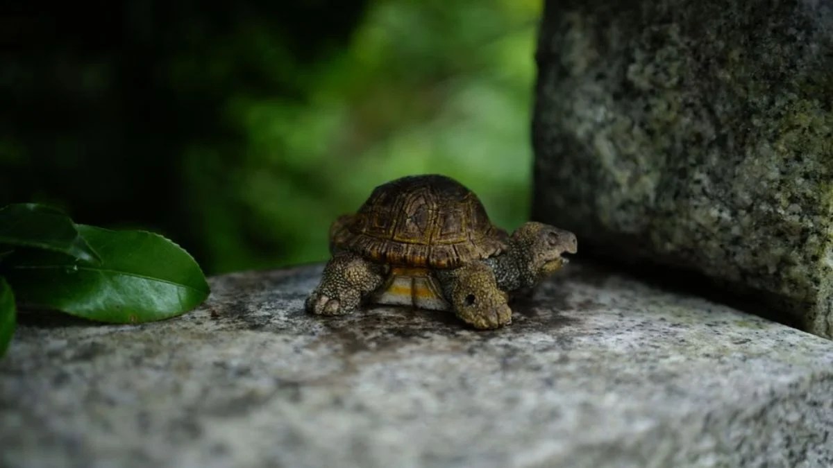Two-Headed Turtle Hatchling Found on Cape Cod: Rare Diamond-Backed Terrapin Under Expert Watch
