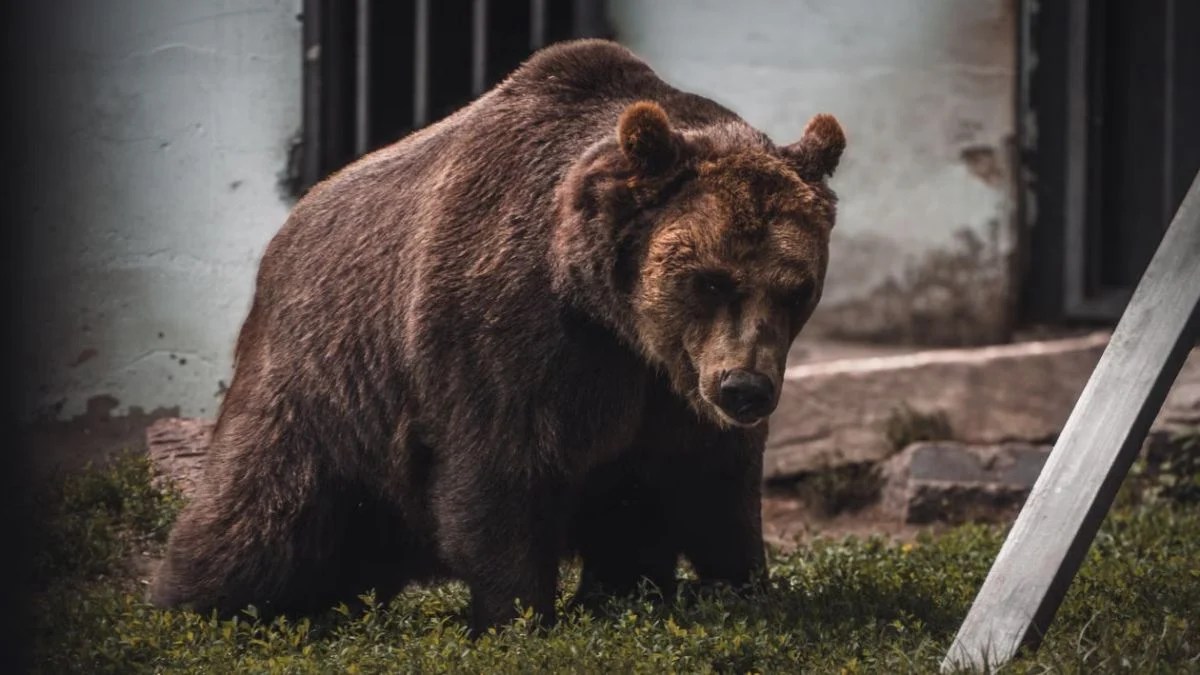 Colorado Teen Wakes to Black Bear in Her Bedroom After It Climbs Through Window in Frightening Durango Attack