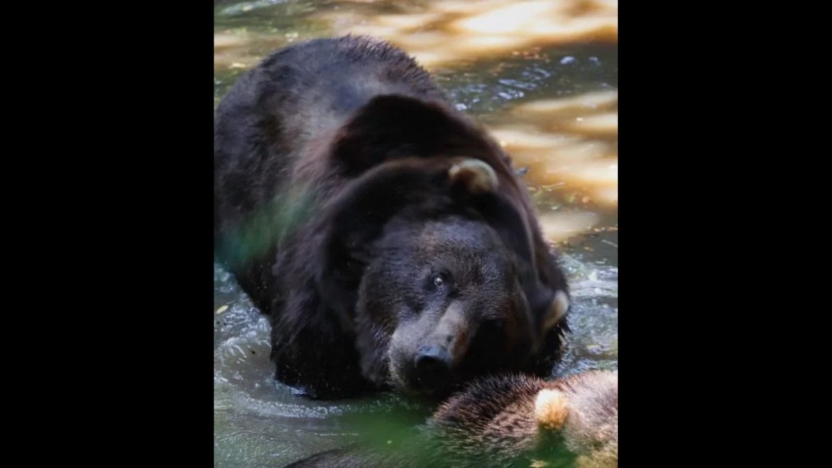 Fat Bear Week 2026: Chunk Returns to Defend His Crown as Katmai’s Biggest Bears Battle for the Title
