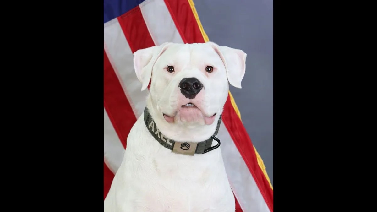 Deaf Rescue Dog Axel Learns 50+ Commands Before Deploying With Michigan National Guard