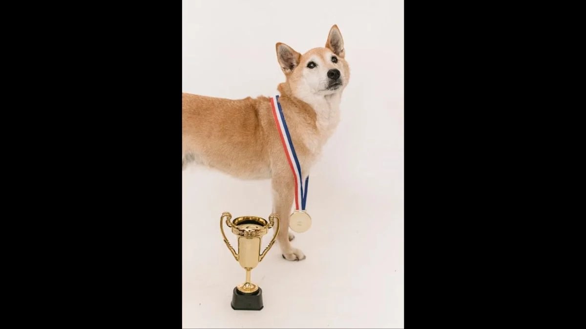 Rescue Dog Tsunami Honored With Bronze Statue in Venezuela After Years of Saving Lives