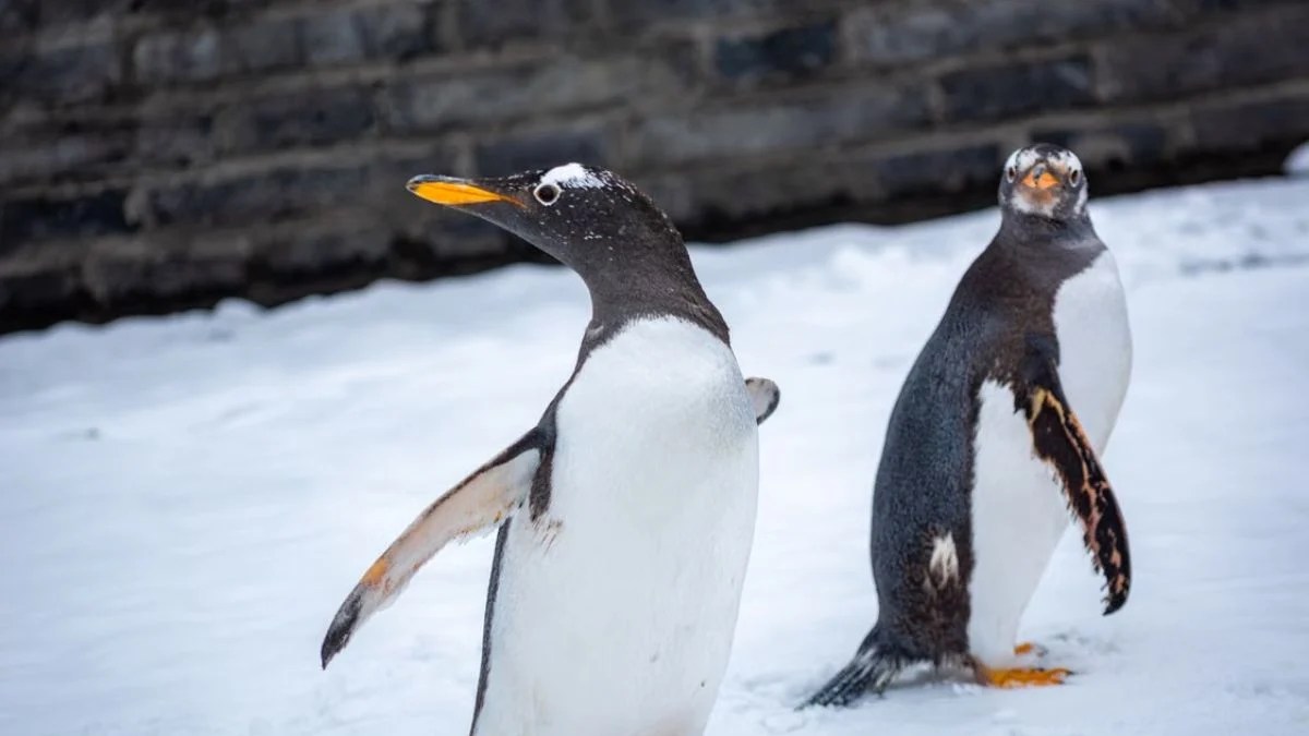 DNA Reveals a Penguin Hidden in Plain Sight as Scientists Name First New Species in More Than 100 Years