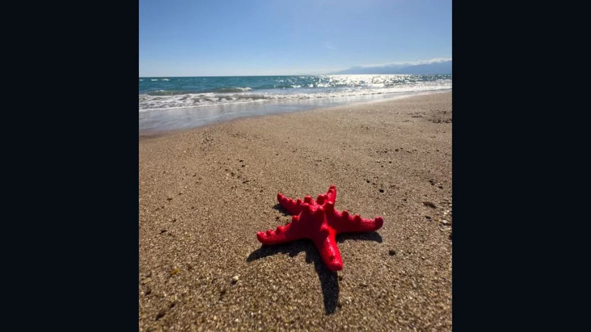 57 New Marine Species Discovered in Argentina’s Deep-Sea Canyon After Viral ‘Patrick Star’ Sea Star Moment