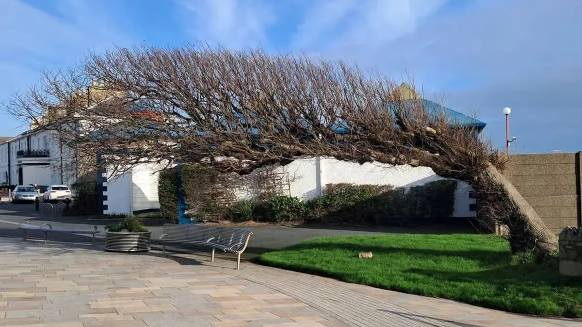 150-Year-Old ‘Bendy Tree’ Wins UK Tree of the Year 2026 After Surviving Disease, Winds and Redevelopment