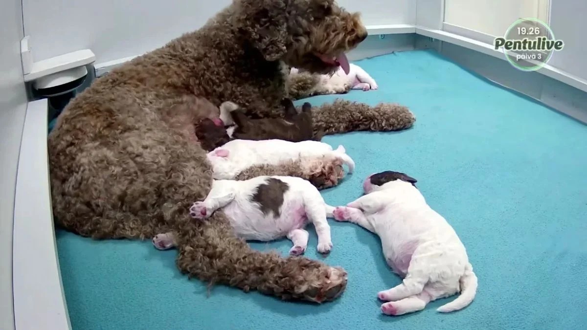 Finland’s Puppy Live Hits 10 Million Views as Six Newborn Puppies Capture Global Attention
