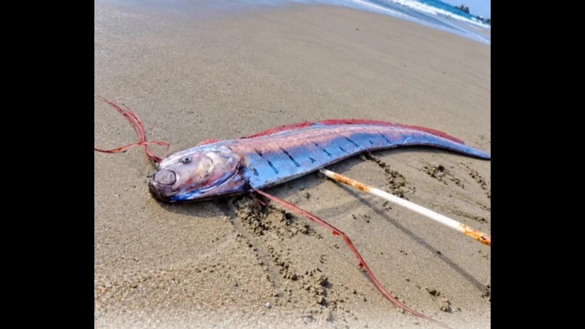 16-Foot ‘Doomsday Fish’ Found Dead in Chile: Does the Rare Oarfish Signal an Earthquake?