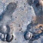 A close-up of large primate-like footprints pressed into muddy ground.