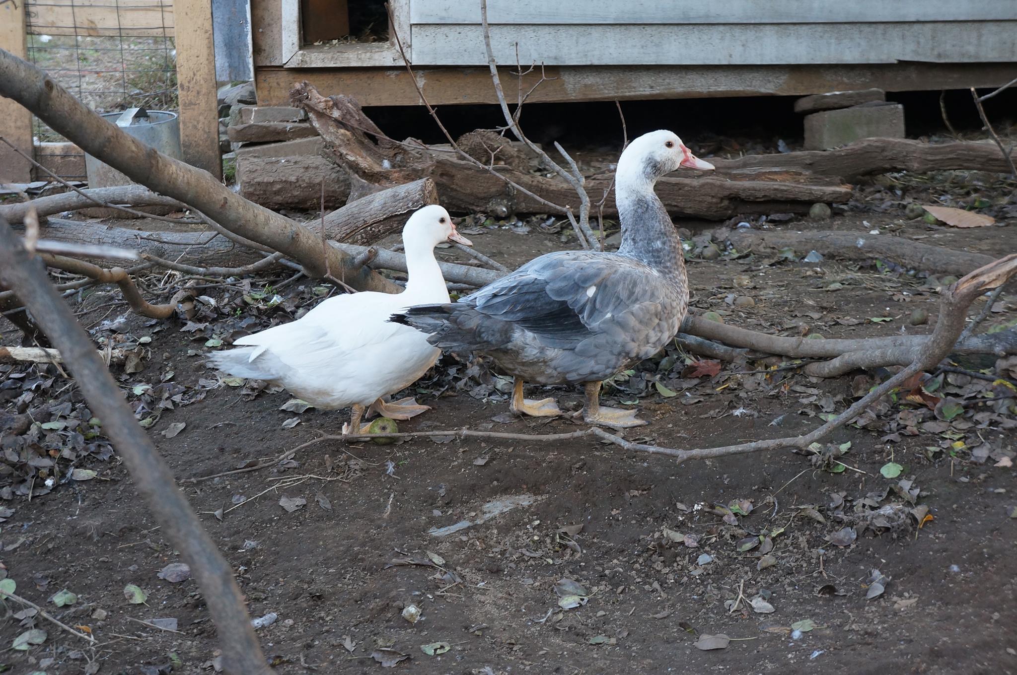 5 Amazing Tips for Raising Ducks and Geese on Your Backyard Farm - The ...