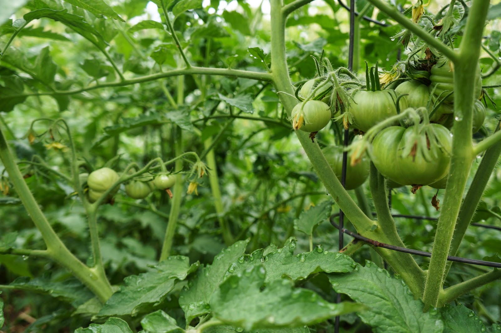 Vegetable intelligence overview