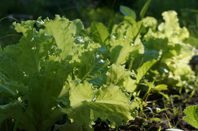Best seed starter kit
