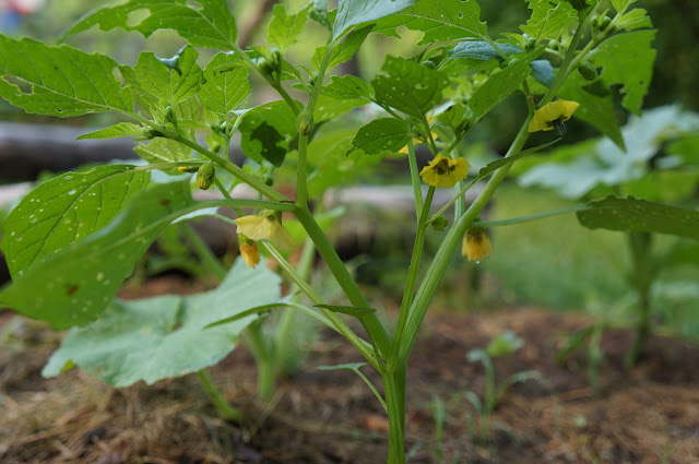 The Best Drip Irrigation Systems