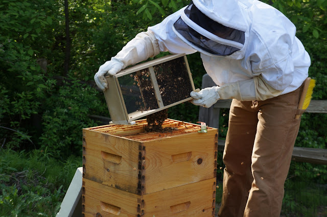 how to raise bees in your backyard