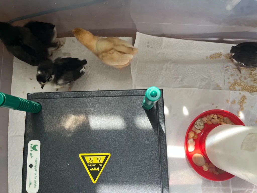 Chicken Heat Plates: Choosing the Best Heater for Baby Chicks