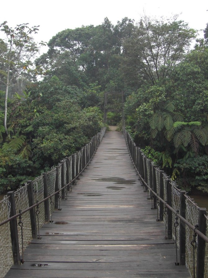 Jungle bridge - ecuador Jungle bridge - ecuador