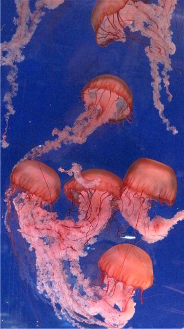 Jelly Fish