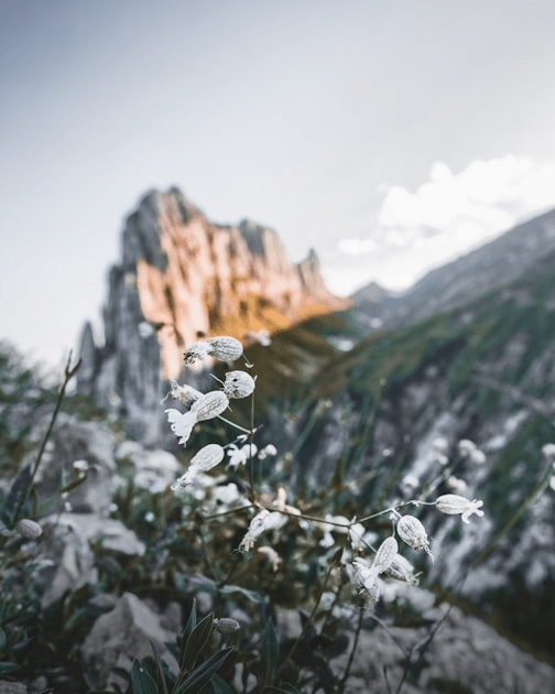 Exploring Cordeillera Mountain Flowers