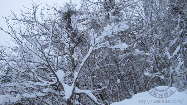 Heavy snow | Wild Log