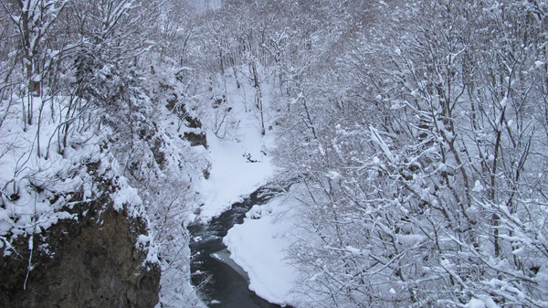 Heavy snow | Wild Log