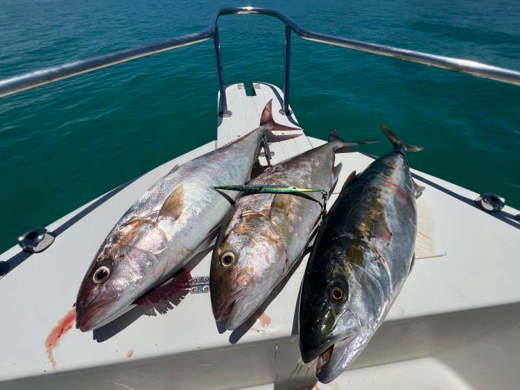 Fresh caught yellowtail 