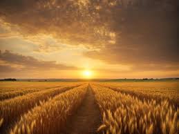 "Golden wheat field at sunset with a clear path leading toward the horizon under a dramatic sky."