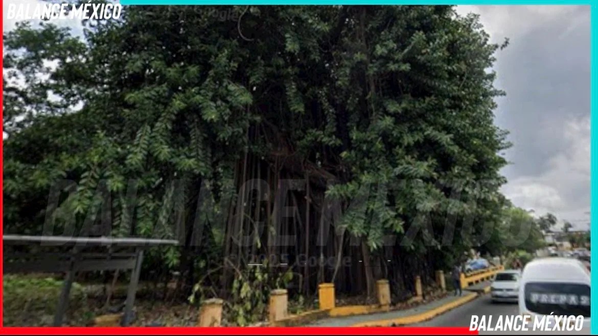 Árbol de hule emblemático de Tapachula será retirado por representar un riesgo alto de colapso