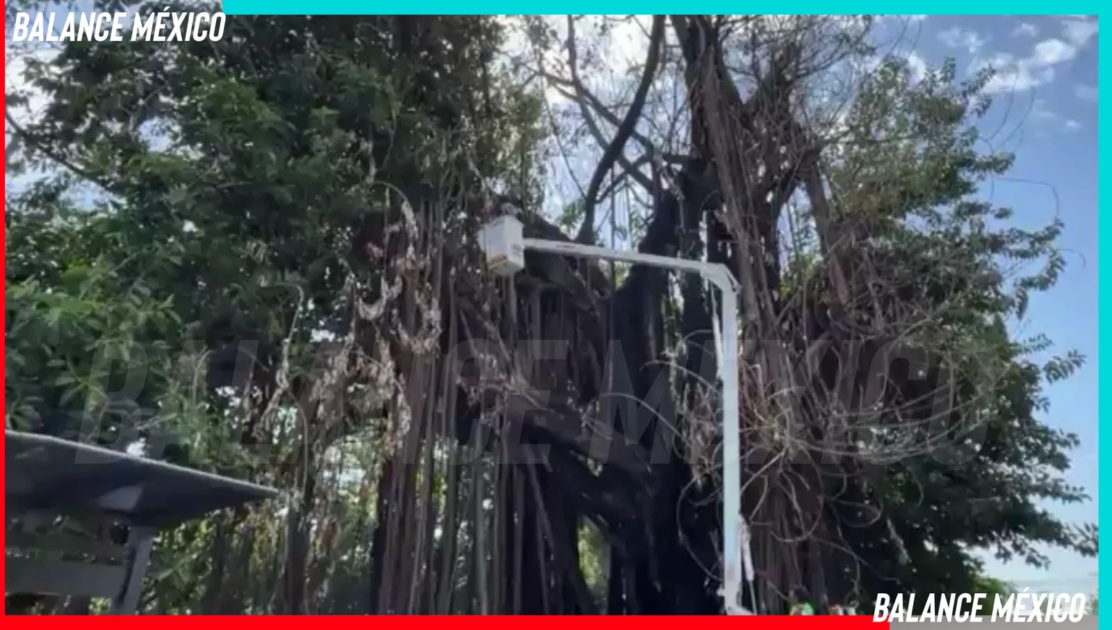 Realizan prueba piloto de intervención al árbol de hule en Tapachula