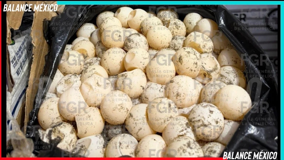 Aseguran mil 800 huevos de tortuga y detienen a una persona en Arriaga Chiapas