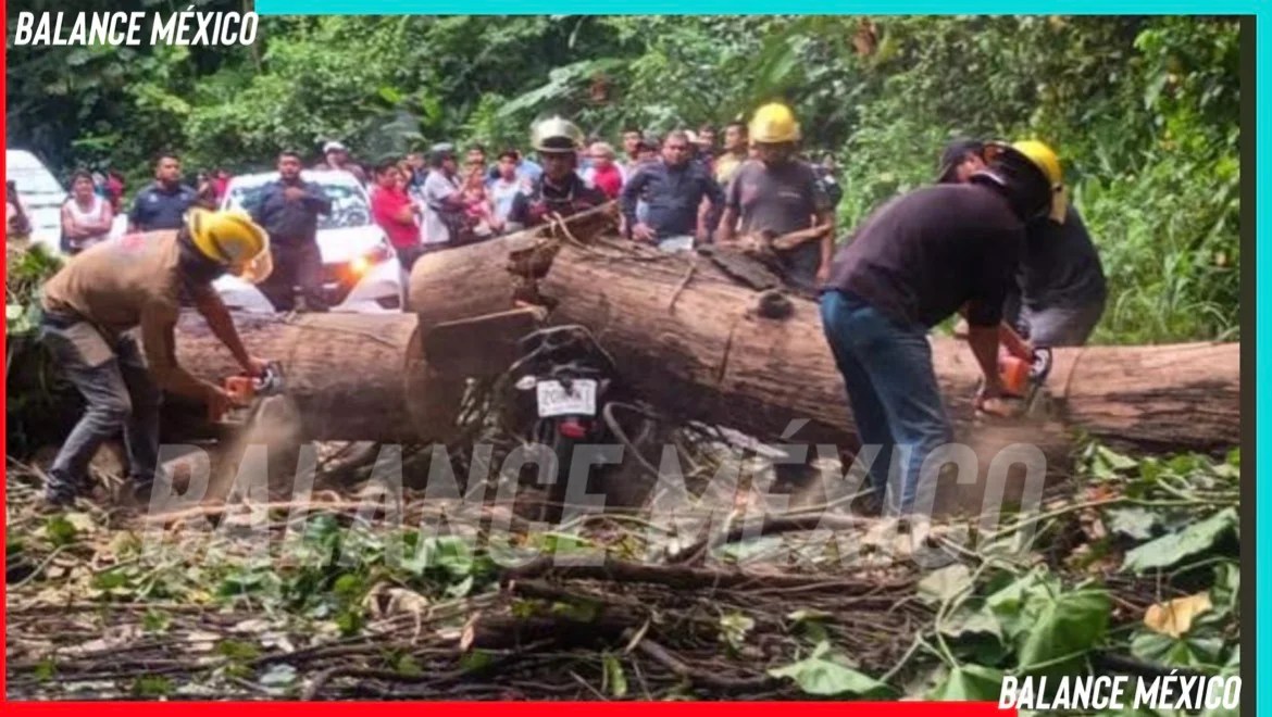 Fallece motociclista tras caerle árbol en la carretera Tapachula-Nueva Alemania