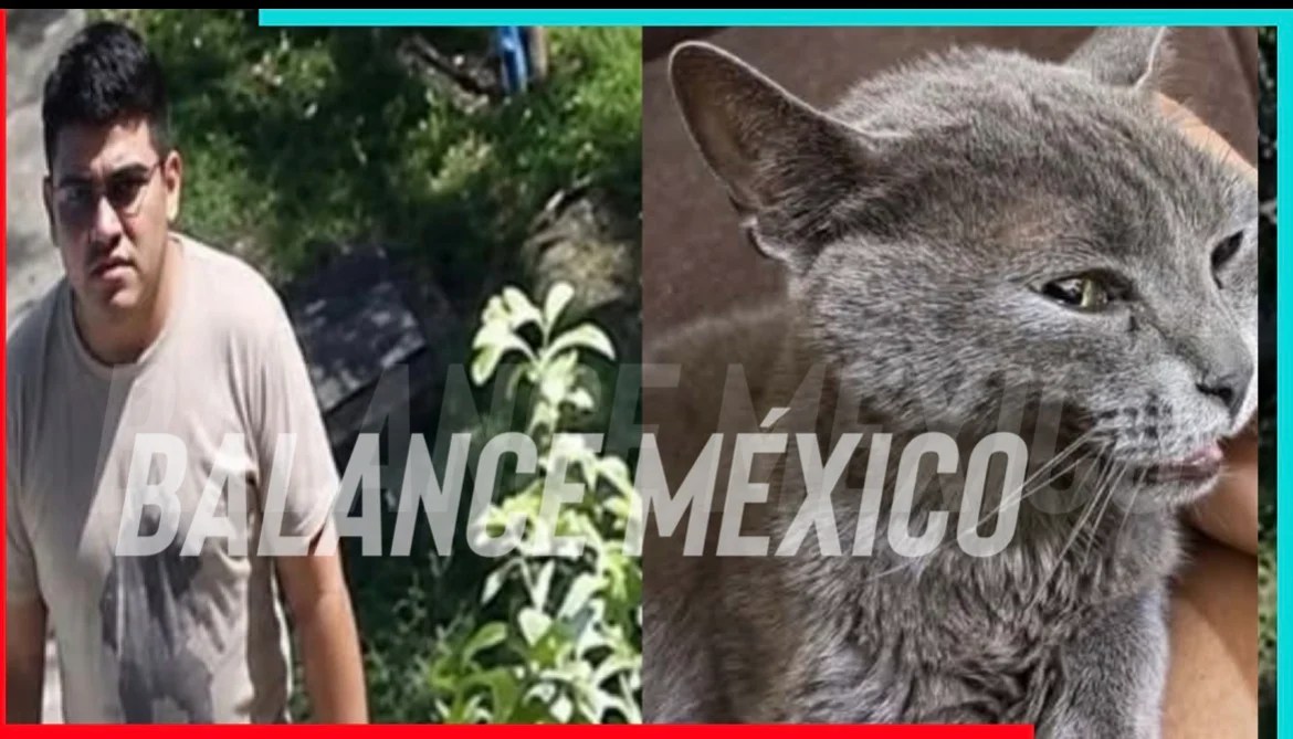 Denuncian agresión a una gatita en el Fovissste de Tapachula; piden identificar al responsable