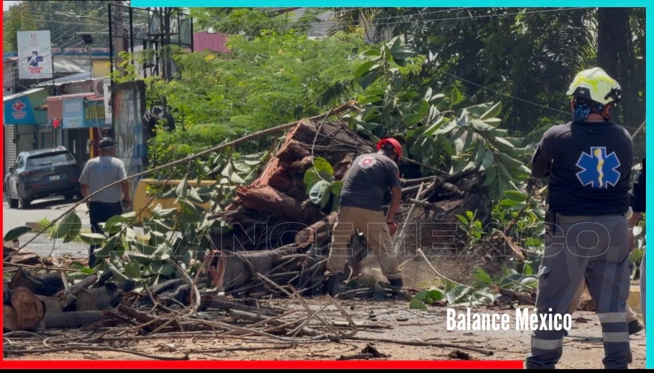 Poda preventiva al Ficus de Central Oriente en Tapachula; descartan derribarlo por completo
