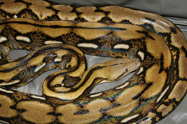 Reticulated Python The Largest Snake In Bali - Premium Geometric Wallpaper Gallery - Ultra HD