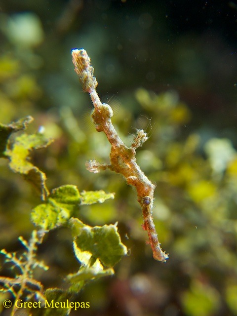 Solenostomus halimeda