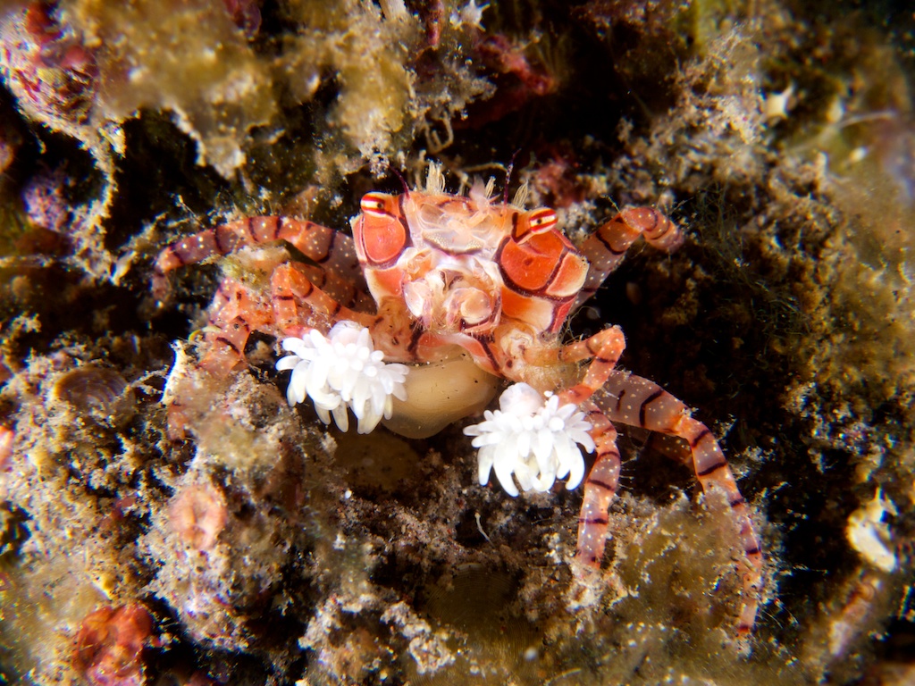 Lybia tesselata