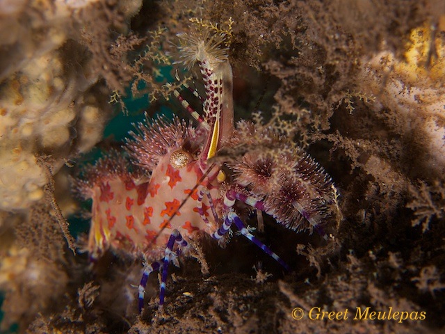 Saron sp.