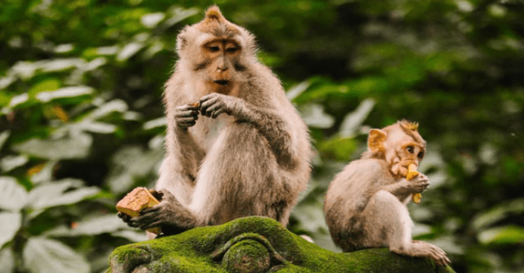 Ubdu Monkey Forest Sanctuary