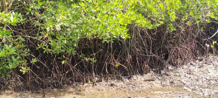 Sampah Disebut Masih Hiasi Hutan Mangrove