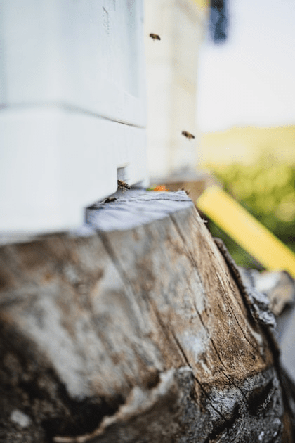 Understanding Bee Removal Services