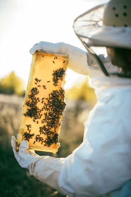 How to Buy Honey Online
