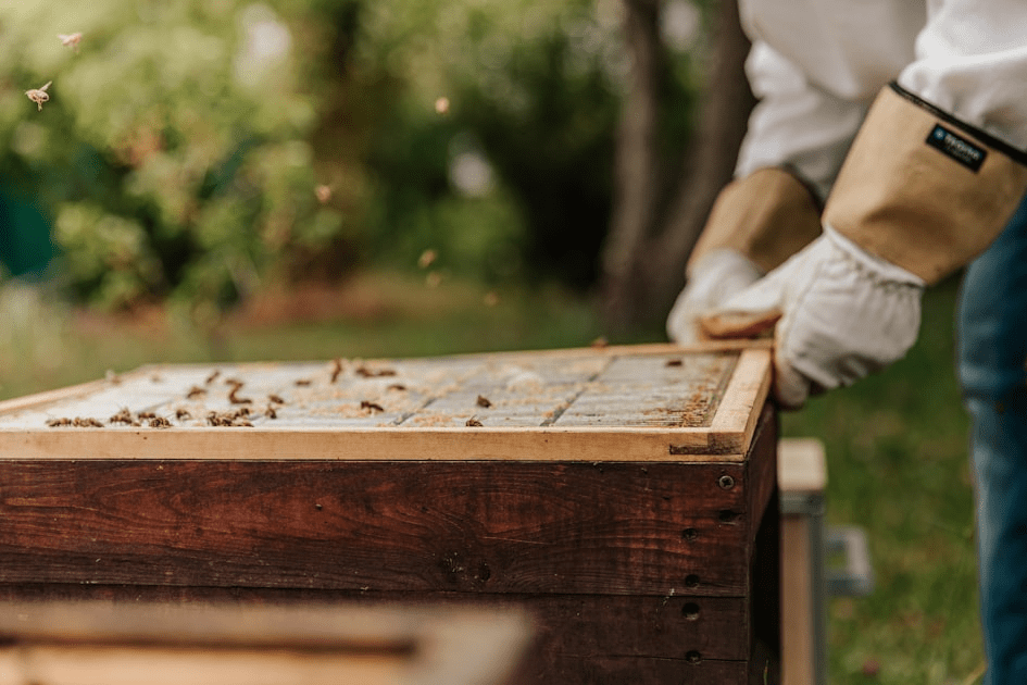 The Sweet Benefits of Local Honey