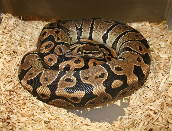 Raising Ball Pythons - Download Gorgeous City Image | Mobile