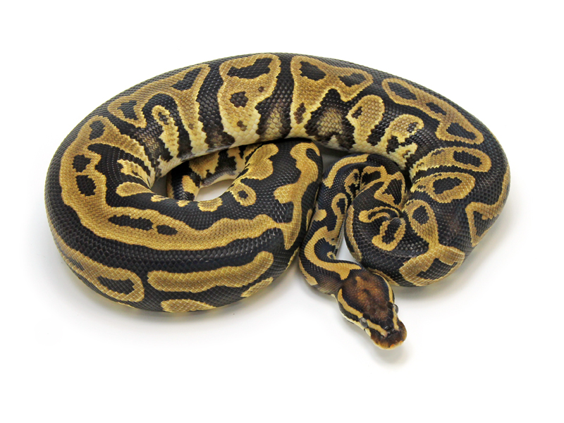 Leopard Pied Ball Python A Stunning Morph With Unique Markings Vital - Download Modern Space Design | High Resolution