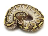Butter Bee Ball Python