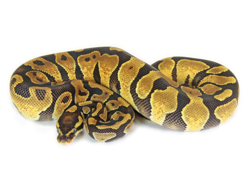 The Fascinating Enchi Ball Python A Guide To Care And Breeding Wild - HD Light Backgrounds for Desktop