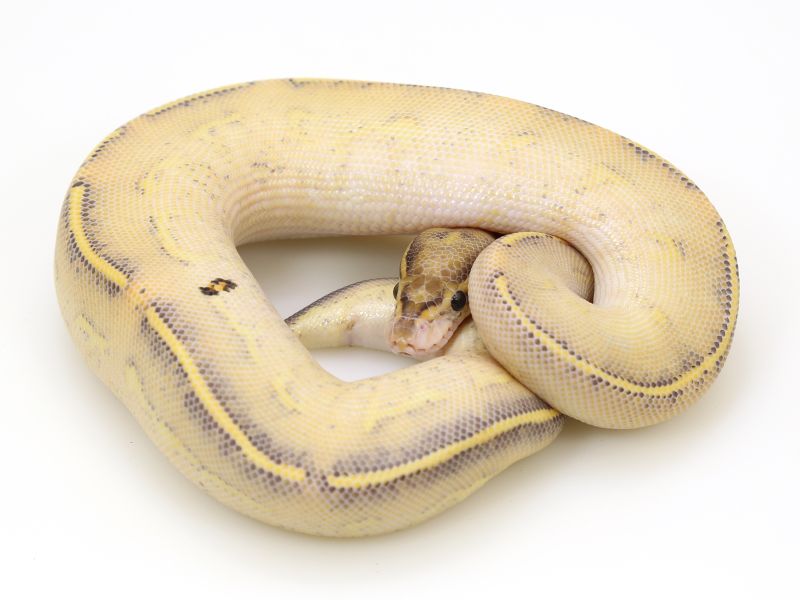 Highway Ball Python Ultimate Reptile - Download Stunning Gradient Picture | High Resolution