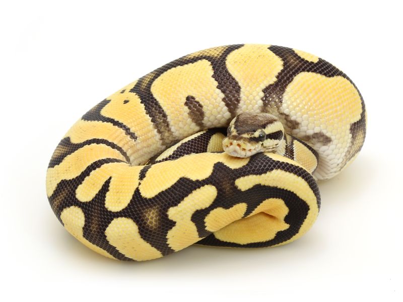 Champagne Super Orange Dream Ball Python - Premium City Design Gallery - Full HD