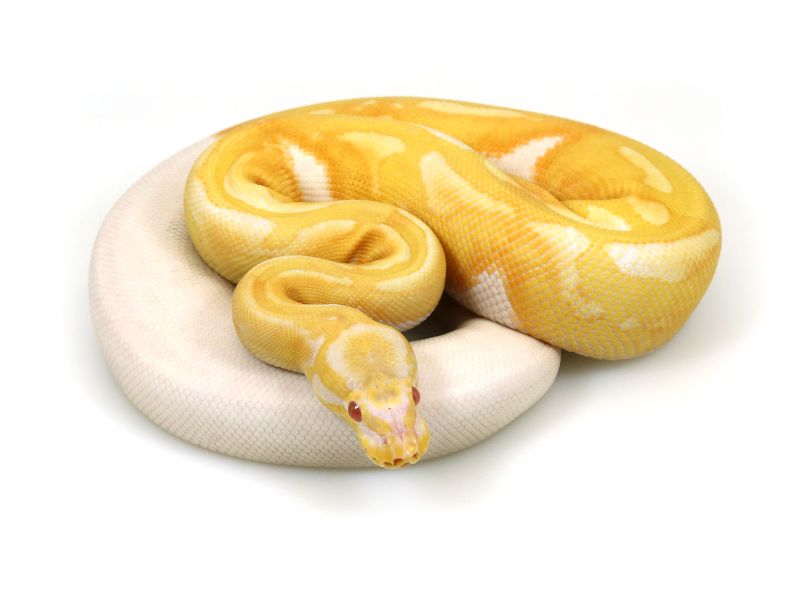Java Dh Piebald Toffee Ball Python By Markus Jayne Ball Pythons - Download Amazing Colorful Background | Desktop