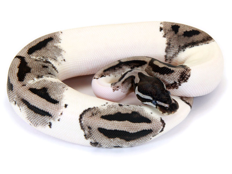 Piebald Markus Jayne Ball Pythons - Best Gradient Designs in 8K