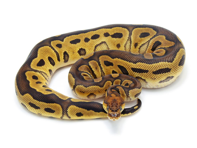 Russo Het Clown Ball Python By Markus Jayne Ball Pythons - Nature Picture Collection - Retina Quality